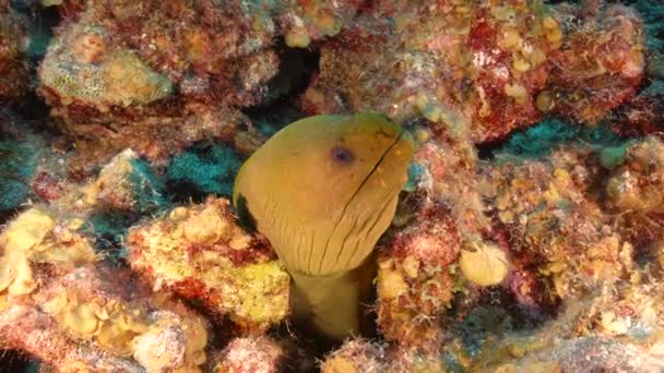 Zeegezicht Met Green Moray Eel Het Koraalrif Van Caribische Zee — Stockvideo