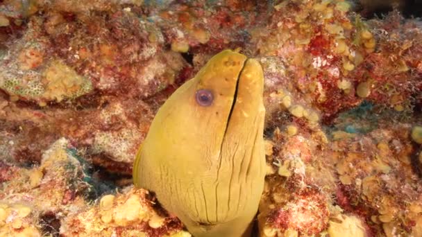 库拉索岛加勒比海珊瑚礁中的海景与绿鳗鱼 — 图库视频影像