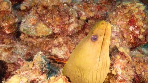 Seascape Green Moray Eel Reciful Corali Din Marea Caraibelor Curacao — Videoclip de stoc
