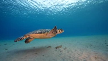 Karayip Denizi 'nin mercan kayalıklarında Şahin Gagalı Deniz Kaplumbağası, Curacao