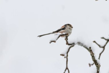Bird wildlife with Long-tailed Tit on snowy branch - Europe, Switzerland