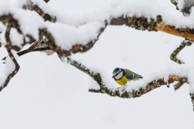 Bird wildlife with Great Tit on snowy branch - Europe, Switzerland