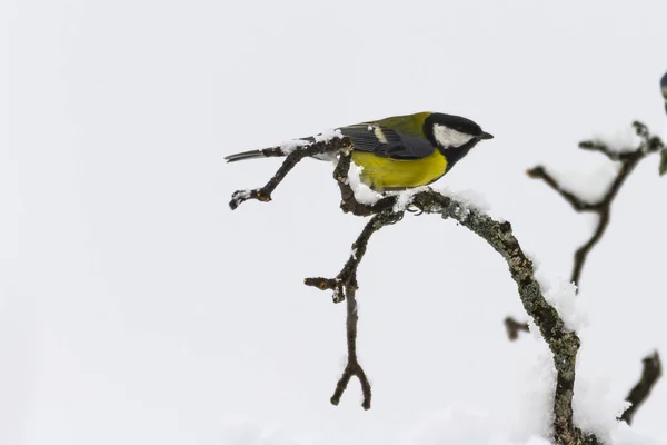 Bird Wildlife Great Tit Snowy Branch Europe Switzerland — Stockfoto