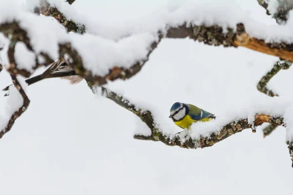 Bird Wildlife Great Tit Snowy Branch Europe Switzerland — Stockfoto