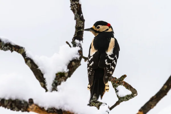 Karlı Dalda Benekli Ağaçkakanı Olan Kuş Yaban Hayatı Avrupa Sviçre — Stok fotoğraf
