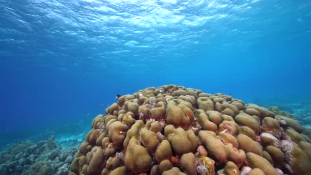 Przylądek Morski Różnymi Rybami Koralowcem Lobed Star Gąbką Rafie Koralowej — Wideo stockowe