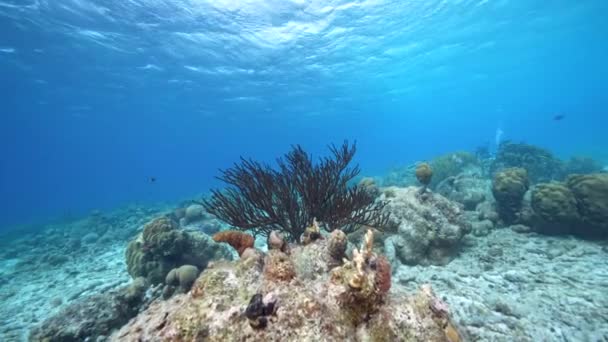 Seascape Různými Rybami Black Sea Rod Korál Houba Korálovém Útesu — Stock video