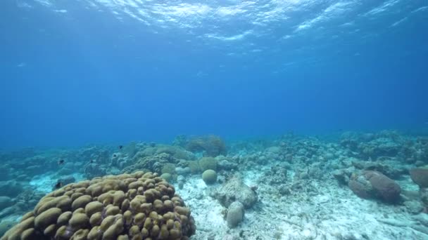 Seascape Různými Rybami Lobed Star Korály Houba Korálovém Útesu Karibského — Stock video