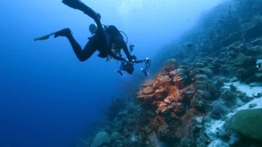 Profesyonel dalgıç, sualtı görüntü yönetmeni Curacao çevresindeki Karayip Denizi 'nin mercan resifinde çekim yapıyor.