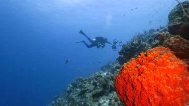 Profesyonel dalgıç, sualtı görüntü yönetmeni Curacao çevresindeki Karayip Denizi 'nin mercan resifinde çekim yapıyor.