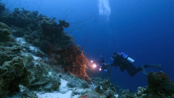 Professional Diver Undersea Cinematographer Filming Coral Reef Caribbean Sea Curacao — Stock Video