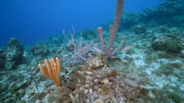 Karayip Denizi 'nin mercan kayalıklarında Yeşil Deniz Kaplumbağalı Deniz Burnu, Curacao