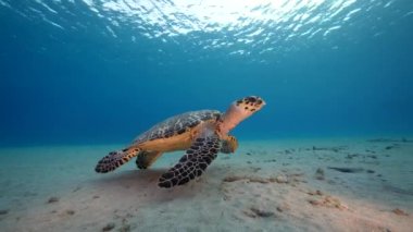 Karayip Denizi 'nin mercan kayalıklarında Şahin Gagalı Deniz Kaplumbağası, Curacao