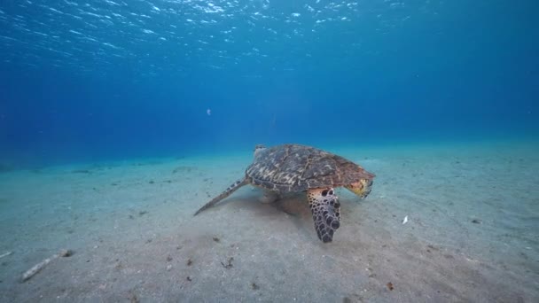카리브 산호초에 호크스 바다거북 물총새 — 비디오