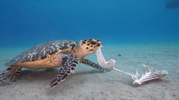 Seascape Com Hawksbill Sea Turtle Recife Coral Mar Caribe Curaçao — Vídeo de Stock