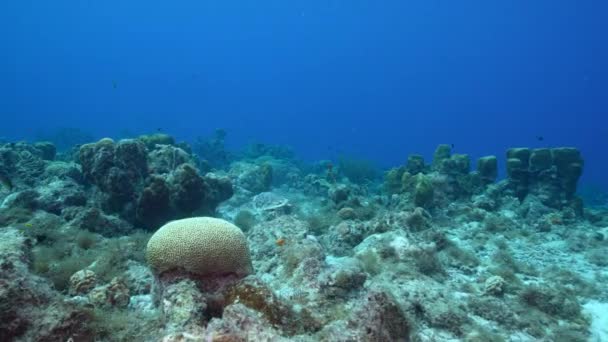Seascape Hawksbill Mořská Želva Korálovém Útesu Karibského Moře Curacao — Stock video