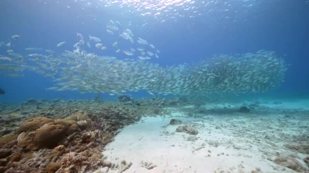 Θαλάσσιο Τοπίο Bait Ball Σχολείο Των Ψαριών Στον Κοραλλιογενή Ύφαλο — Αρχείο Βίντεο