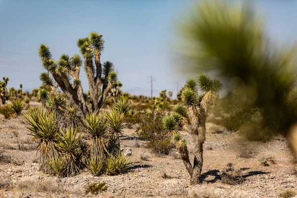 Landschaft Mit Blick Auf Wüste Und Kakteen Westen Der Usa — Stockfoto