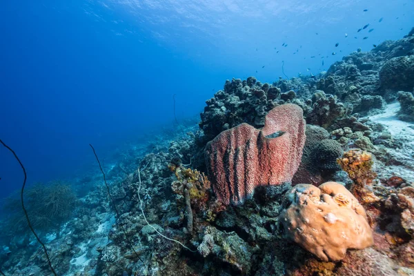 Paysage Marin Avec Divers Poissons Coraux Éponges Dans Récif Corallien — Photo