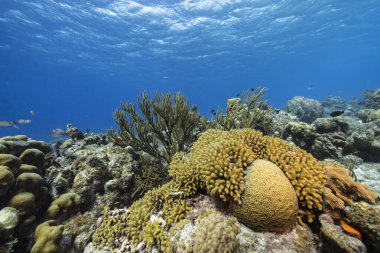 Karayip Denizi 'nin mercan resifinde çeşitli balık, mercan ve süngerle kaplı deniz burnu, Curacao