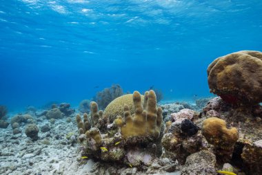Karayip Denizi 'nin mercan resifinde çeşitli balık, mercan ve süngerle kaplı deniz burnu, Curacao