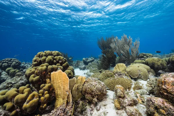 Paisaje Marino Con Varios Peces Coral Esponja Arrecife Coral Del — Foto de Stock