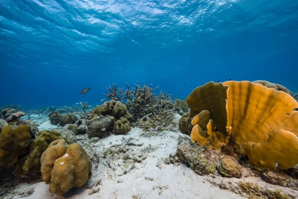 Meereslandschaft Mit Verschiedenen Fischen Korallen Und Schwämmen Korallenriff Der Karibik — Stockfoto