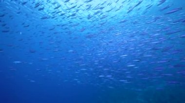 Balık Okullu Deniz Burnu, Karayip Denizi 'ndeki mercan resifinde Boga Balığı, Curacao