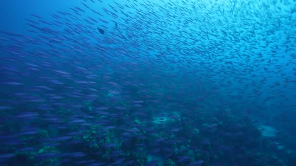 Havslandskap Med School Fish Boga Fisk Korallrevet Karibiska Havet Curacao — Stockvideo