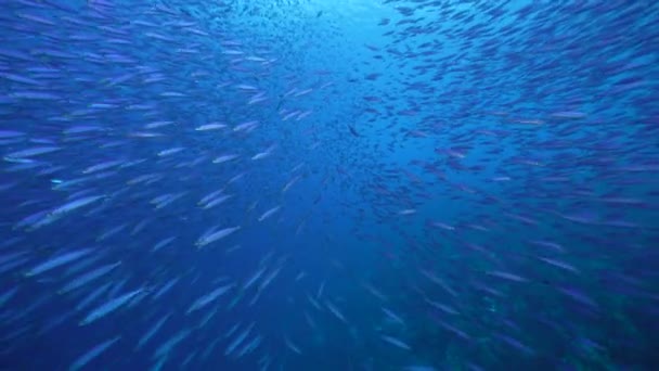 Seelandschaft Mit Fischschwärmen Boga Fische Korallenriff Der Karibik Curacao — Stockvideo