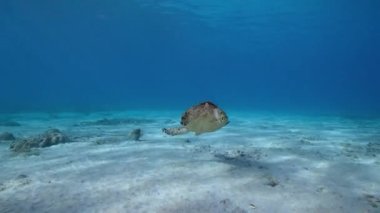 Karayip Denizi 'nin mercan kayalıklarında Şahin Gagalı Deniz Kaplumbağası, Curacao