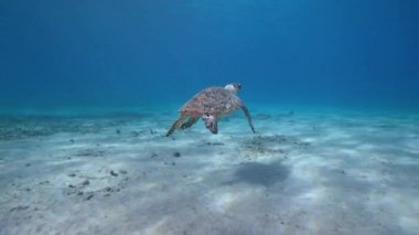 Karayip Denizi 'nin mercan kayalıklarında Şahin Gagalı Deniz Kaplumbağası, Curacao