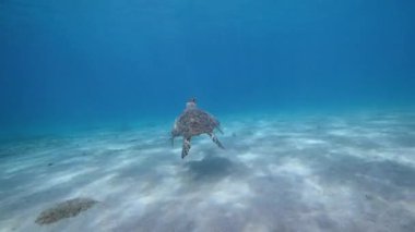 Karayip Denizi 'nin mercan kayalıklarında Şahin Gagalı Deniz Kaplumbağası, Curacao