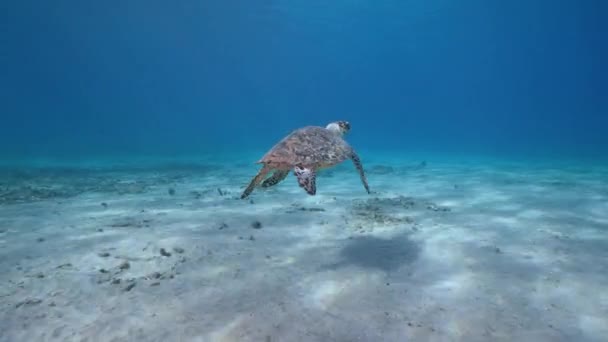 Seascape Com Hawksbill Sea Turtle Recife Coral Mar Caribe Curaçao — Vídeo de Stock