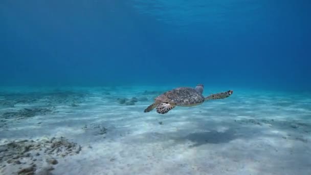 カリブ海のサンゴ礁のホークスビルウミガメとの海 キュラソー島 — ストック動画