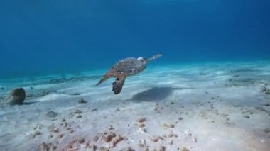 Karayip Denizi 'nin mercan kayalıklarında Şahin Gagalı Deniz Kaplumbağası, Curacao