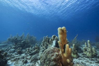 Karayip Denizi 'nin mercan resifinde çeşitli balık, mercan ve süngerle kaplı deniz burnu, Curacao