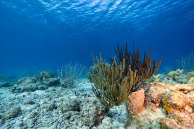 Karayip Denizi 'nin mercan resifinde çeşitli balık, mercan ve süngerle kaplı deniz burnu, Curacao