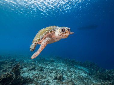 Karayip Denizi 'nin mercan kayalıklarında Loggerhead Deniz Kaplumbağalı Deniz Burnu, Curacao