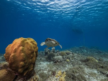 Karayip Denizi 'nin mercan kayalıklarında Loggerhead Deniz Kaplumbağalı Deniz Burnu, Curacao