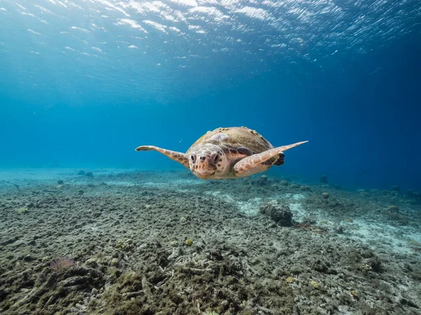 Paysage Marin Avec Tortue Caouanne Dans Récif Corallien Mer Des — Photo