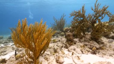 Karayip Denizi 'nin mercan resifinde çeşitli balık, mercan ve süngerle kaplı deniz burnu, Curacao
