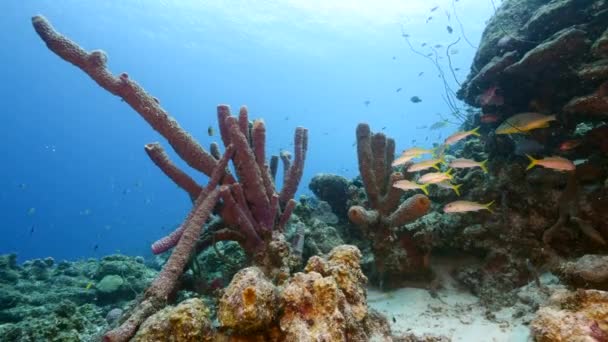 Mare Con Vari Pesci Coralli Spugne Nella Barriera Corallina Del — Video Stock