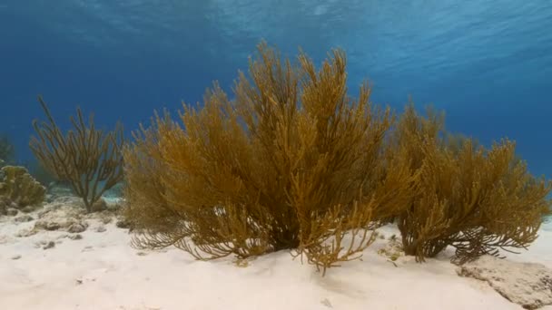 カリブ海のサンゴ礁 キュラソー島の様々な魚 サンゴ スポンジで海 — ストック動画