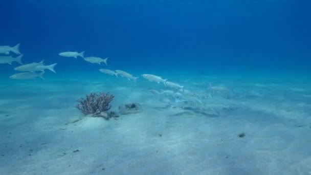Seascape School Fish Shallows Caribbean Sea Curacao — Stock video