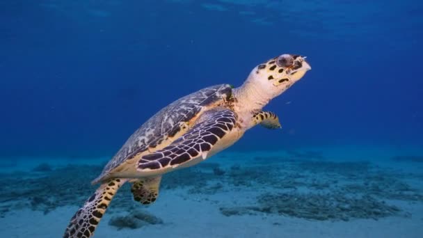Морской Пейзаж Черепахой Ястребом Коралловом Рифе Карибского Моря Кюрасао — стоковое видео