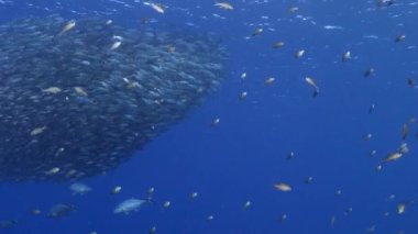 Yem Toplu Deniz Burnu, Balık Okulu, Karayip Denizi 'nin mercan kayalıklarında avlanan uskumru balığı, Curacao