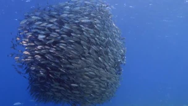カリブ海のサンゴ礁 キュラソー島でのバイトボール 魚の群れ 狩猟ジャック付きのMackerel魚と海景 — ストック動画