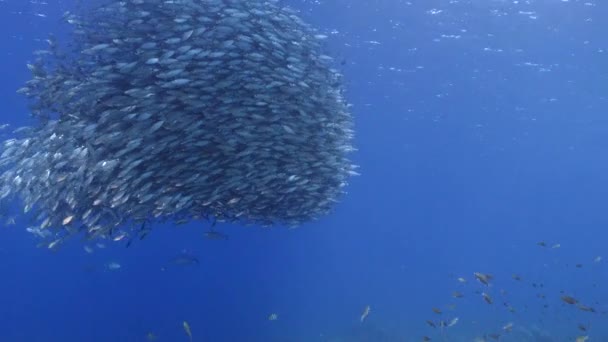 Paisaje Marino Con Bola Cebo Escuela Peces Pez Caballa Con — Vídeos de Stock