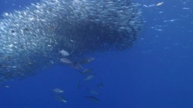 Yem Toplu Deniz Burnu, Balık Okulu, Karayip Denizi 'nin mercan kayalıklarında avlanan uskumru balığı, Curacao
